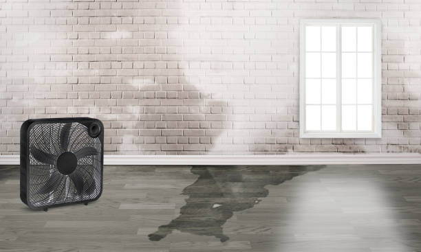 Best Basement water damage restoration  in Trussville, AL